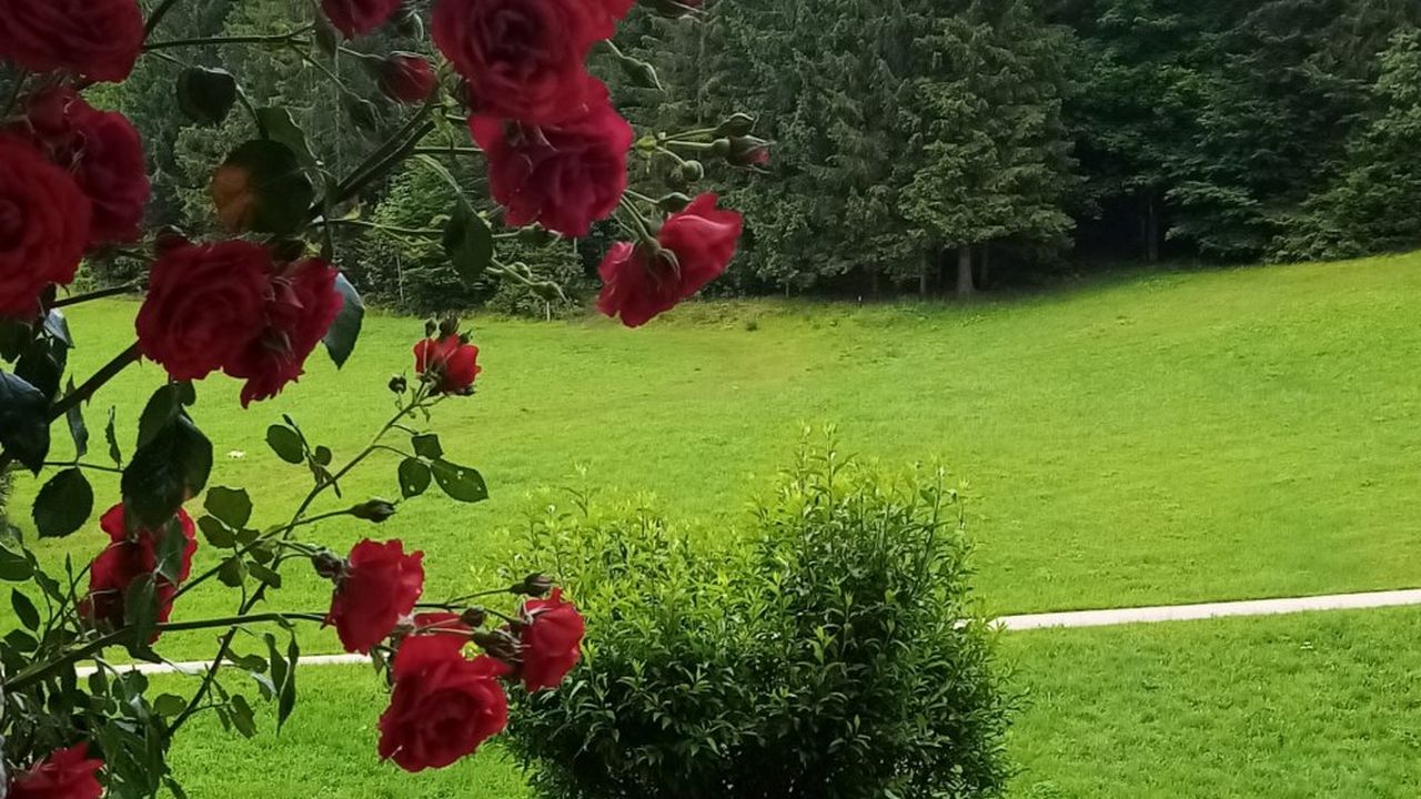 Terassenblick Ferienwohnung Rose Terassenblick Ferienwohnung Rose